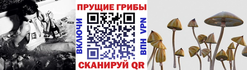 Галлюциногенные грибы Cubensis  купить закладку  Белёв 